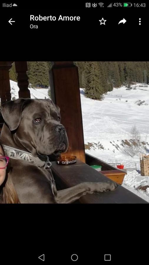 Alpine Touring Hotel-Petfriendly Поца ди Фаса Екстериор снимка